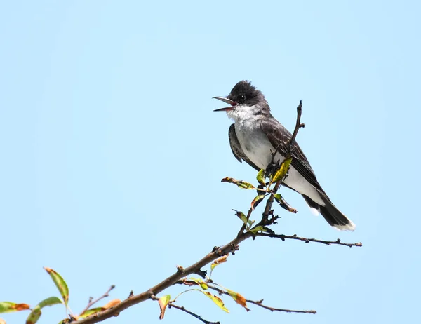 Pájaro Rey Oriental Pie Rama Árbol — Foto de Stock