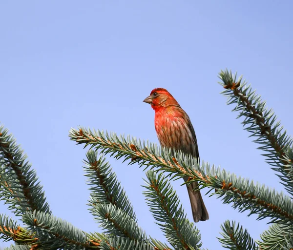 站在松树枝上的红房子雀 — 图库照片