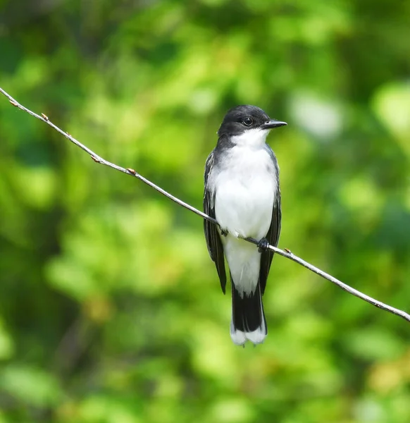 Östlicher Königsvogel Steht Auf Ast Wald — Stockfoto