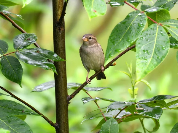 Kuş yağmurda ağaç dalında duruyor.