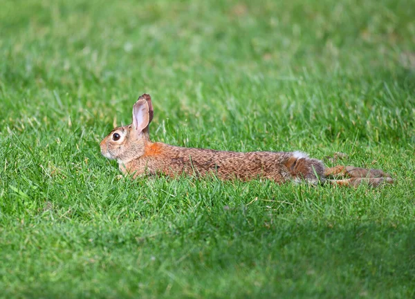 Close Wild Konijn Kruipen Het Gazon — Stockfoto