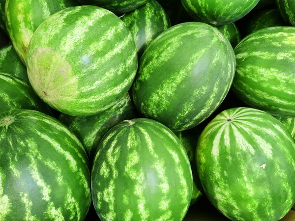 Haufen Frischer Wassermelonen Der Erntezeit — Stockfoto