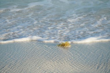 Sahildeki yosunlara yaklaş.                               