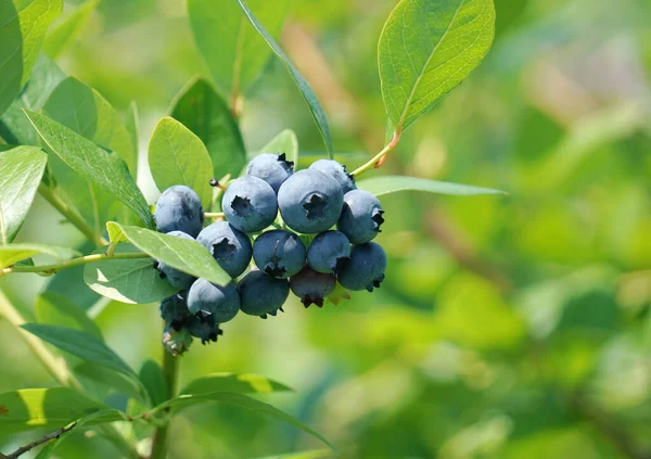 Ağaçtaki taze yaban mersinine yaklaş.                               