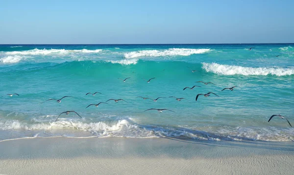 Paisaje Olas Marinas Gaviotas Playa Mar Caribe —  Fotos de Stock