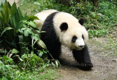 Dev panda çalıların arasında yürüyor.                               