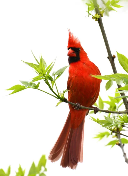 Červené Kardinály Stojící Jarní Větev Zeleného Stromu — Stock fotografie