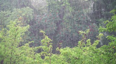 Yazın sağanak yağmur altında ağaçlar ve ağaçlar                               