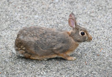 Yolda vahşi tavşana yaklaş.