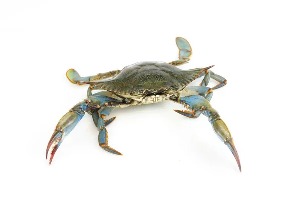 Live Blue Crab Isolated White Background — Stock Photo, Image