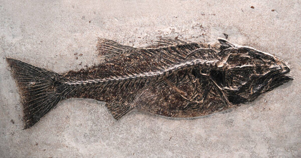 close up on fossil fish in the rock