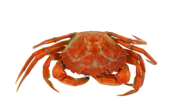  tek buharda pişmiş yengeç beyaz arkaplanda izole                              