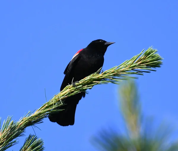 Червоне Крило Чорний Птах Гілці Соснового Дерева — стокове фото