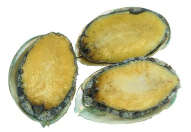 Beyaz arka planda izole edilmiş taze çiğ deniz kulağı                              