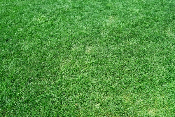 Top View Real Green Grass Background — Stock Photo, Image