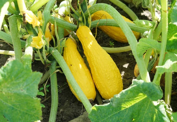 畑の黄色のカボチャと植物 ストック写真