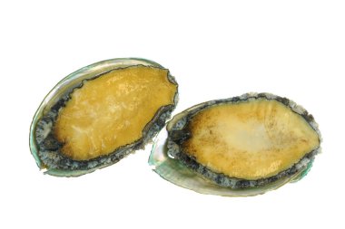  Beyaz arka planda izole edilmiş taze çiğ deniz kulağı                              