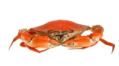 tek buharda pişmiş yengeç beyaz arkaplanda izole                               