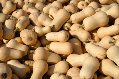 Hasat mevsiminde çiftlikte tereyağlı kabak yığını                               