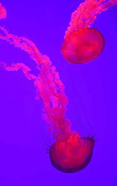 Kırmızı ışıkta denizanasına yaklaş.