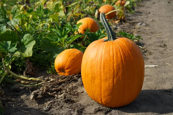 Nahaufnahme Vom Kürbis Auf Dem Feld Herbst Stockfoto