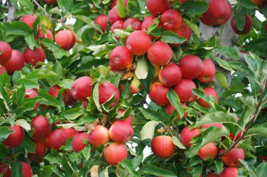     Hasat mevsiminde ağaçta kırmızı elmalar                           