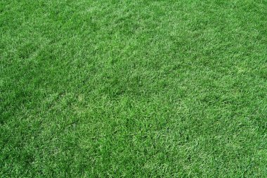 Gerçek yeşil çimen arka planının üst görünümü                               
