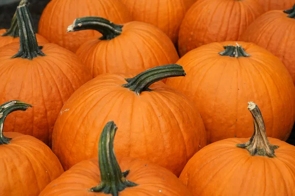    Sonbahar mevsiminde kabak hasadı                            