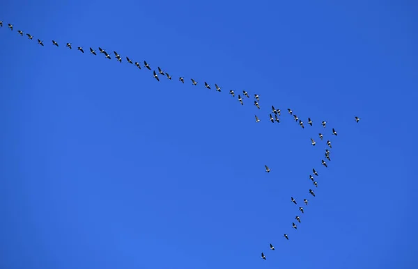 Skupina Kanady Husa Létající Obloze — Stock fotografie