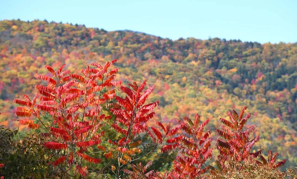 Outono Floresta Montanha Com Árvores Coloridas — Fotografia de Stock