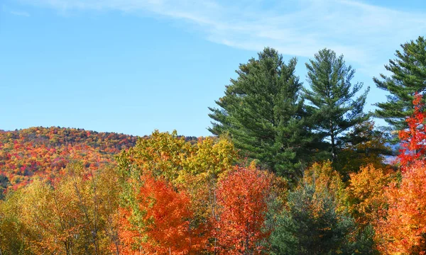 Bosque Montaña Otoño Con Árboles Coloridos — Foto de Stock