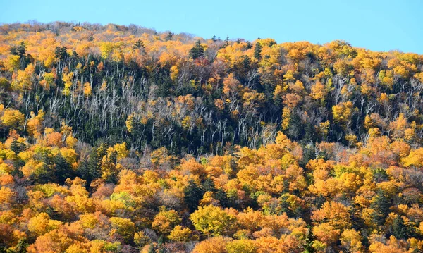 Bosque Montaña Otoño Con Árboles Coloridos — Foto de Stock