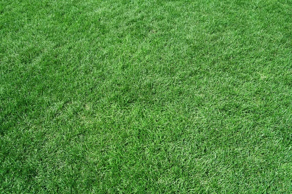 Вид Зверху Справжній Зелений Фон Трави — стокове фото