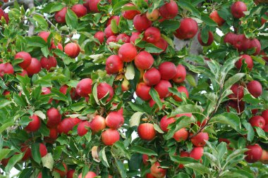 Hasat mevsiminde ağaçta kırmızı elmalar                               