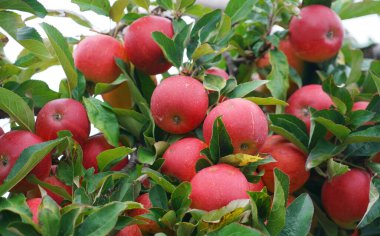 Hasat mevsiminde ağaçta kırmızı elmalar                               