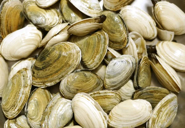 Geoduck midyesine deniz ürünleri olarak yaklaş.                               