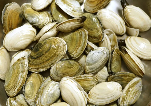 Nahaufnahme Von Erdmuscheln Als Meeresfrüchte Hintergrund — Stockfoto