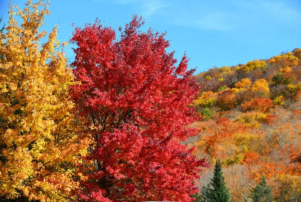 Bosque Montaña Otoño Con Árboles Coloridos — Foto de Stock