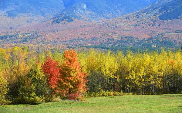 Outono Floresta Montanha Colorida Pasto — Fotografia de Stock