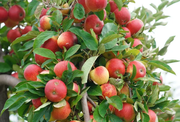  Hasat mevsiminde ağaçta kırmızı elmalar                              