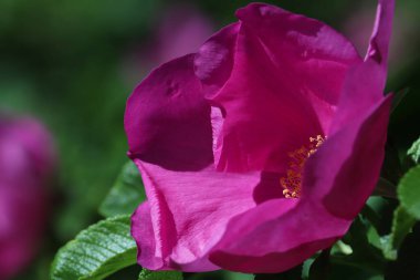 Kumsal bahçede yükseldi. 
