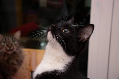 Sevimli siyah beyaz kedi