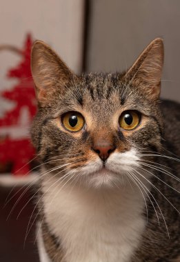 Turuncu gözlü kahverengi kedi.