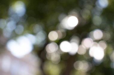 Güneşin Bokeh 'i yaprakların arasında parlıyor.