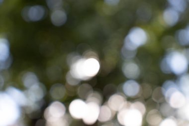 Güneşin Bokeh 'i yaprakların arasında parlıyor.