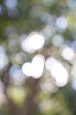 Güneşin Bokeh 'i yaprakların arasında parlıyor.