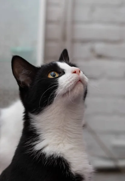 Чорно Білий Кіт Дивиться Вгору — стокове фото