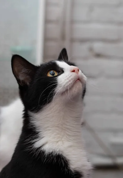 Chat Noir Blanc Levant Les Yeux — Photo