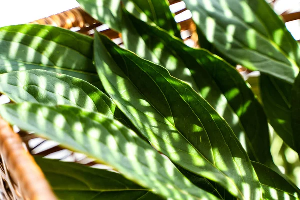 Zomer groene bladeren in een rieten rieten mand. Heldere kleuren, spel van licht en schaduwen. Close up, minimale stijl — Stockfoto