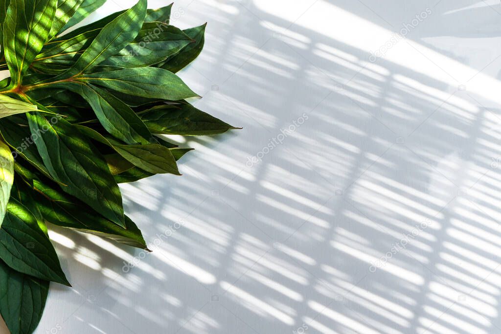Play of light and shadows. Flatlay, top view. Bunch of poeny green leaves on white table. Close up, minimal style